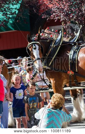 Budweiser Clydesdales In Coeur D' Alene, Idaho