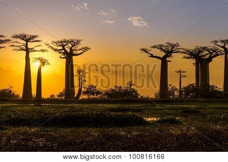 Sunset Above Baobab Avenue
