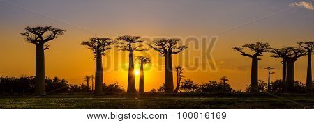 Panorama View At Sunset Above Baobab Avenue
