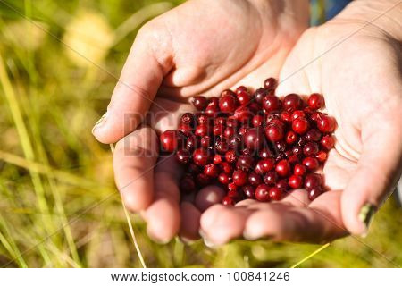 Cranberries
