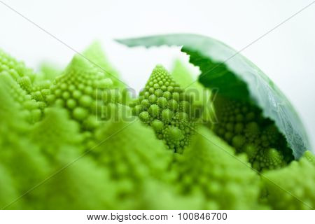 Cabbage romanesco, Brassica oleracea