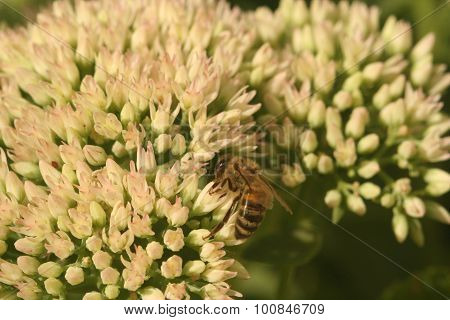 Flower sedum with bee
