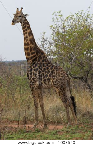 Giraffa