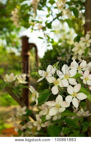 Wild rose flowers