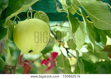 Apple In The Old Garden