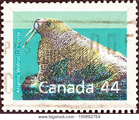 CANADA - CIRCA 1988: A stamp printed in Canada shows Walrus (Odobenus rosmarus)
