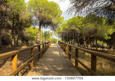 Pine Forest