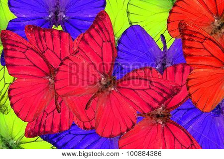 Orange Albatross Butterfly (appias Nero)