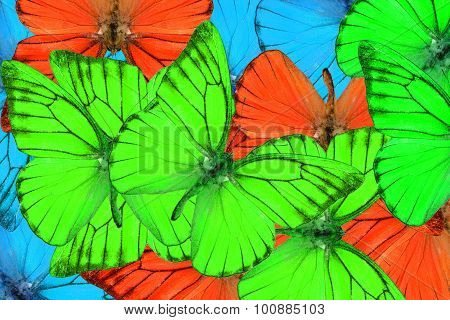 Orange Albatross Butterfly (appias Nero)