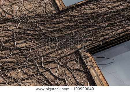 Wall covered with dry ivy brown coloured