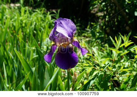 Purple Iris