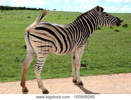 Wild African Zebra