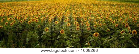 Sunflowers