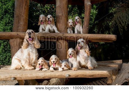 Family Of English Cocker Spaniel With Small Puppy