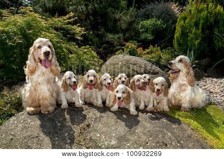 Family Of English Cocker Spaniel With Small Puppy