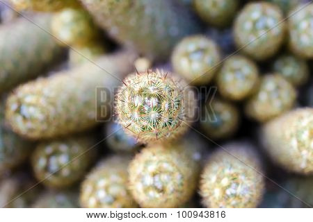 Cactus In The Top View