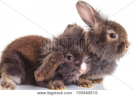 Side view of two cute lion head rabbit bunnys lying down on white background.