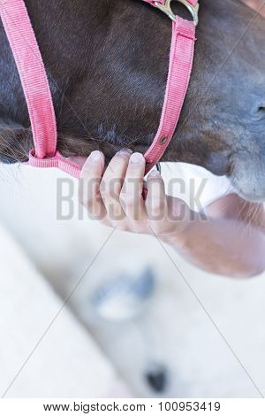 Hand Holding Horse Head.