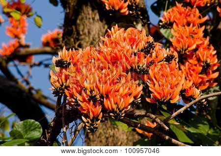 Bastard Teak Flower