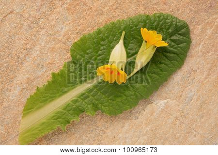 Flowers Of Cowslip, Primula Veris, Medicinal Plant And Natural Remedies