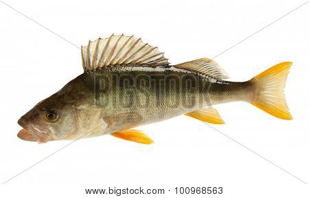 European perch (Perca fluviatilis). Isolated on white background