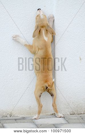picture of a Puppy gog trying to jump over the wall
