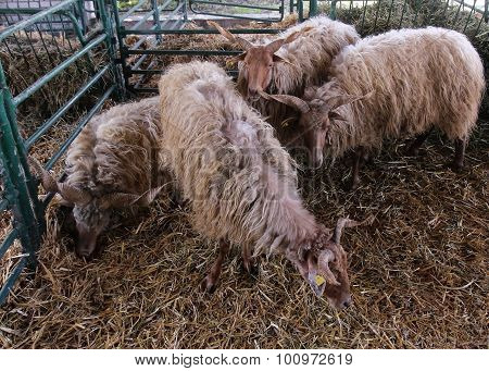 Racka Sheep