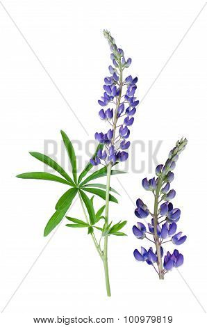 Lupinus Polyphyllus