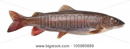 Siberian Lenok (brachymystax Lenok)
