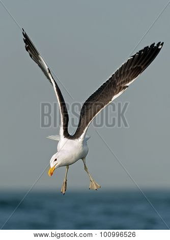 Flying Kelp Gull (larus Dominicanus)