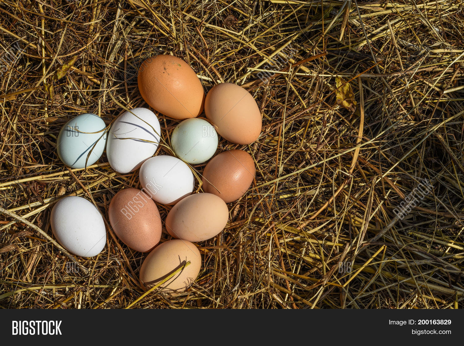 Group Eggs Recently Image & Photo (Free Trial) Bigstock