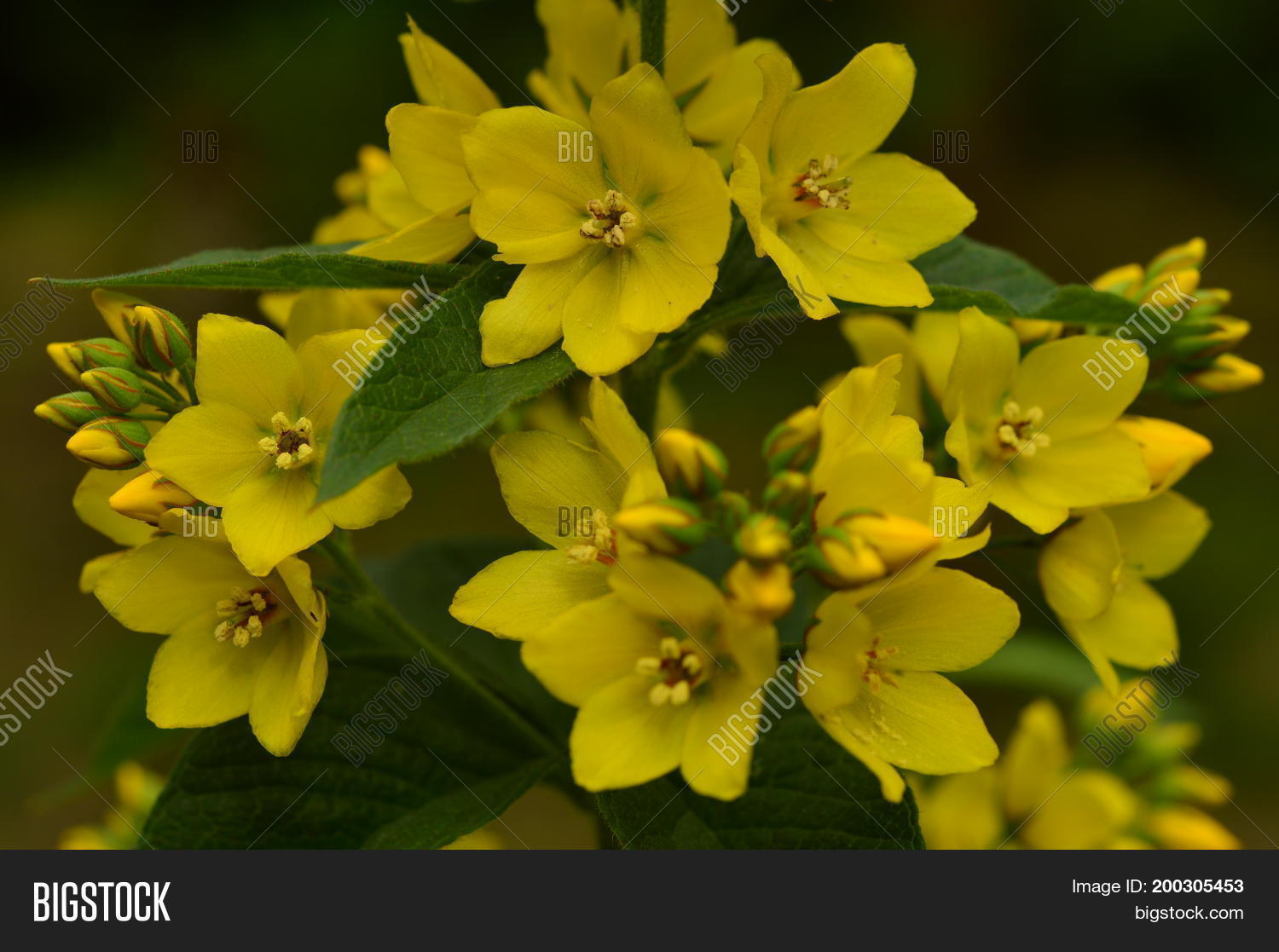 Image Preview