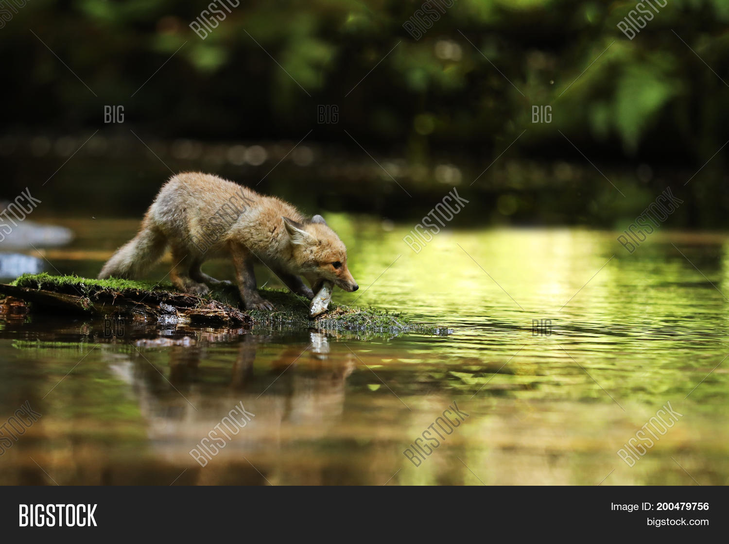Image Preview
