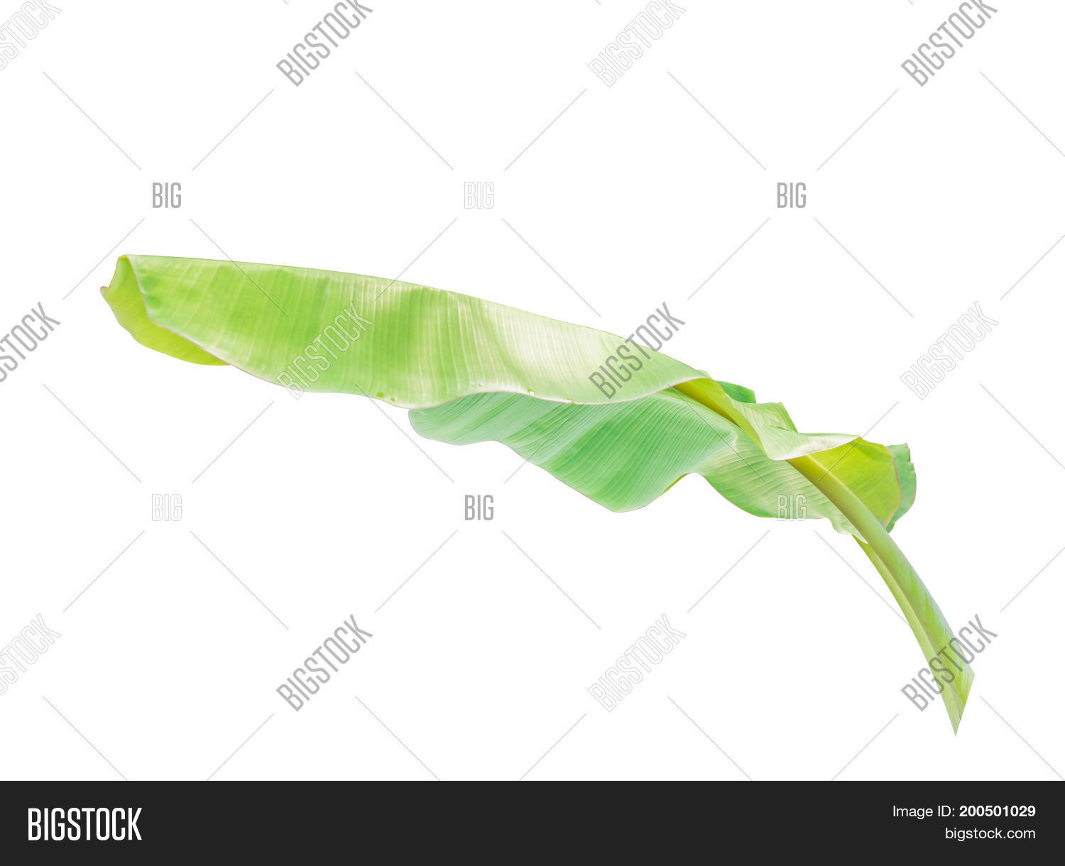 Image Preview