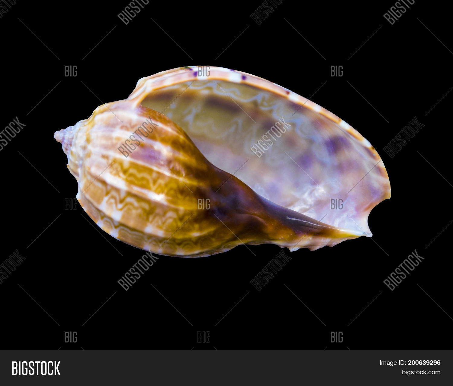 Image Preview