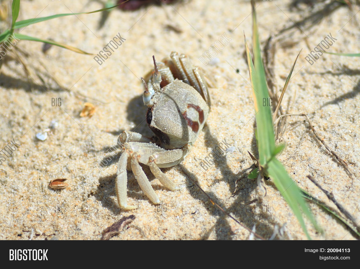 Image Preview
