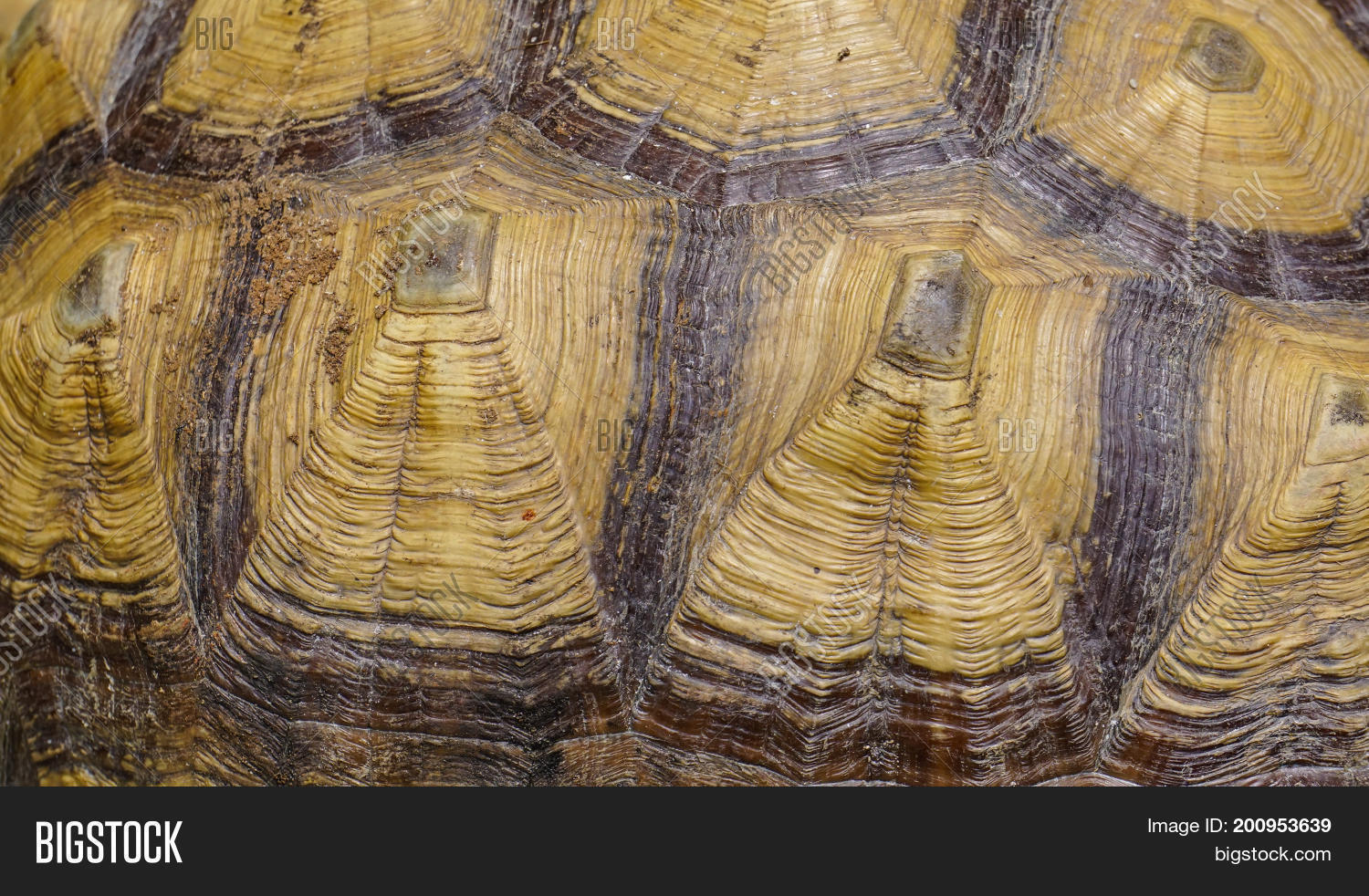 big turtle shell