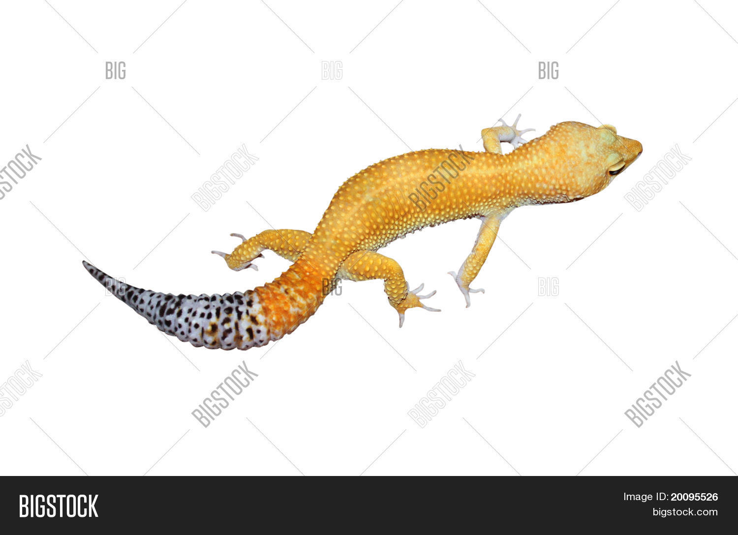 Image Preview