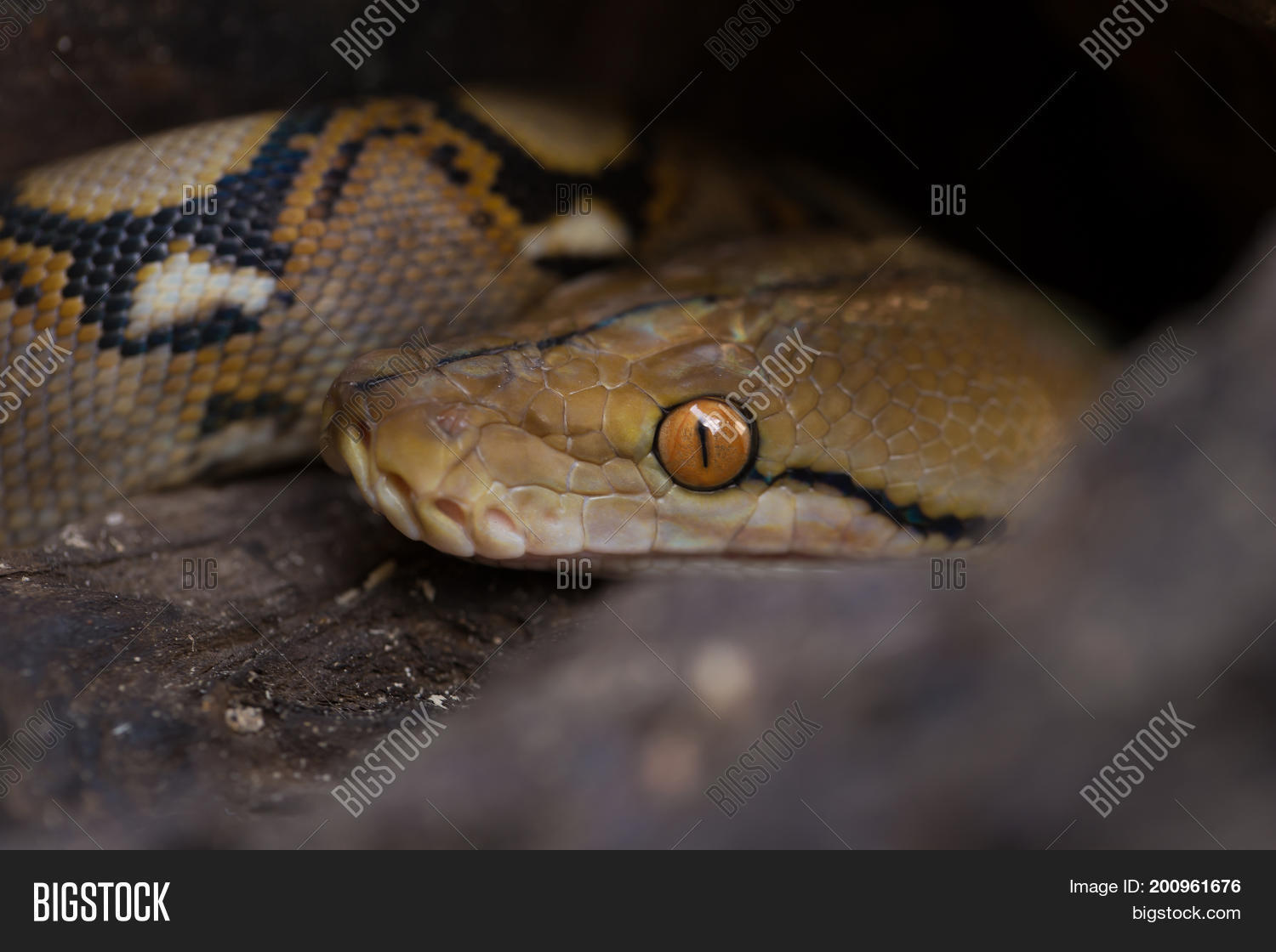 Image Preview