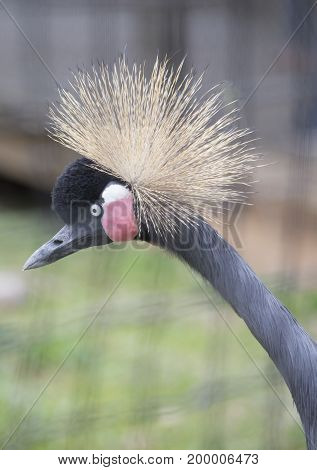 Black Crowned Crane