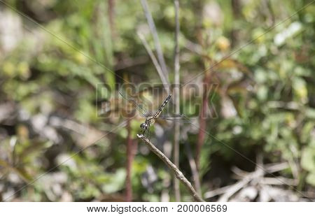 Female blue dasher dragonfly perched on a twig
