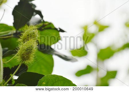 scarlet fruit passionflower or passiflora foetida tropical herb growing in backyard garden