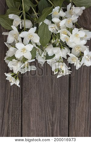 White flowers of jasmine on brown old wooden background. space for text.