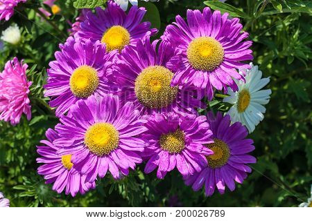 Beautiful flowers of purple asters in nature on a green background