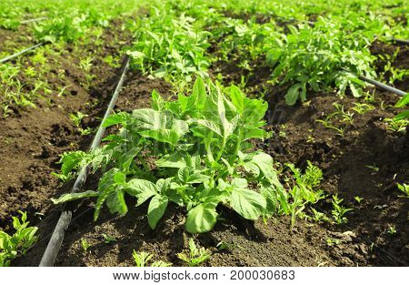 Potato bushes on plantation