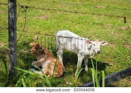 Calves On The Field Behind The Fence