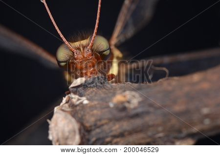 extreme macro image of an beautiful owlfly