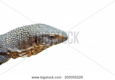 Closeup Head of Savannah Monitor Isolated on White Background Clipping Path