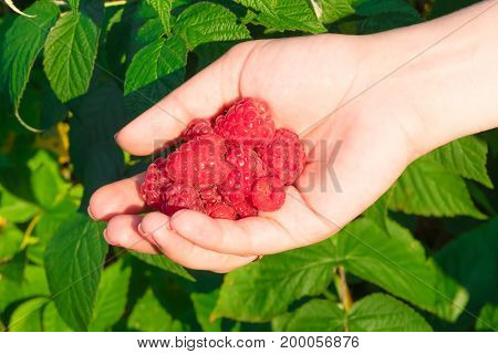 Ripe Red Raspberries In Hands On Background Of Garden And Raspberry Leaf