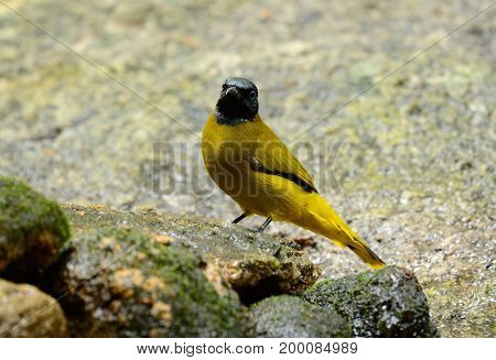beautiful Black-headed Bulbull(Pycnonotus atriceps) in Thai forest